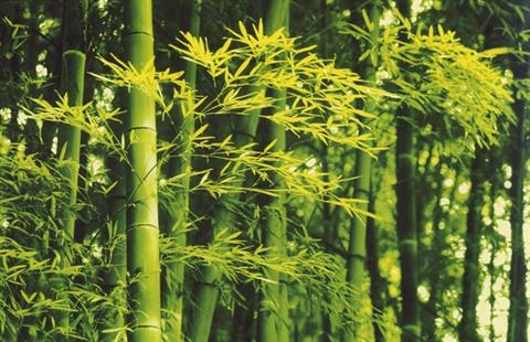 Bamboo in Spring