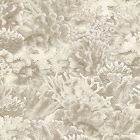 Coral Wallpaper