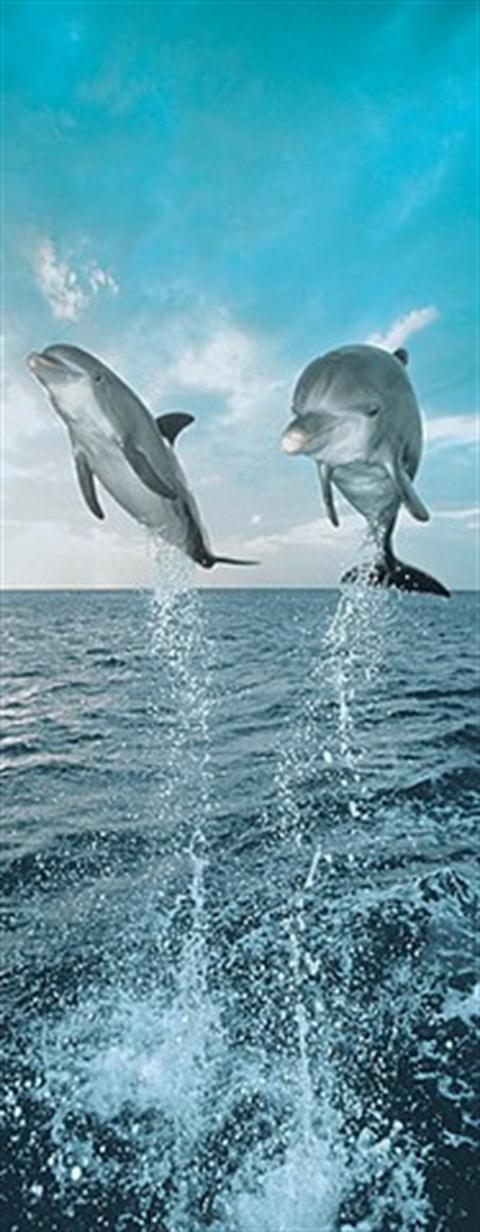 Dolphins - Wall Mural