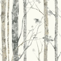 Birch Trees Peel And Stick Wallpaper
