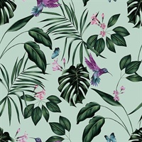 Clivia Mint Hummingbird Wallpaper