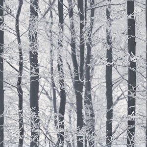 Frosted Silver Winter Grove Wallpaper