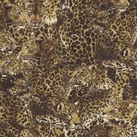 Leopardo Incognito