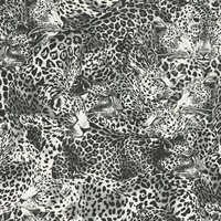 Leopardo Incognito