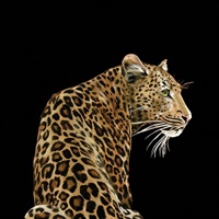 Leopardo Solo Mural