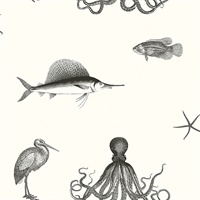 Oceania Black Sea Creature Wallpaper