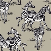 Playful Zebras Wallpaper