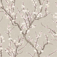 Sakura Tree Spring Blossom Wallpaper