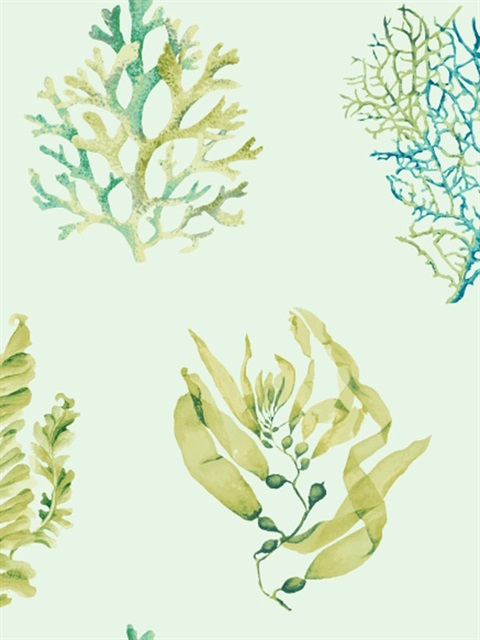 Seaweed