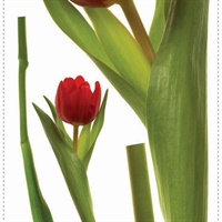 Tulips Peel & Stick Wall Decals