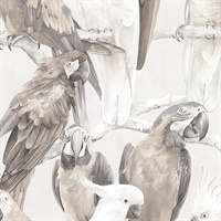 Viola Grey Macaw Wallpaper