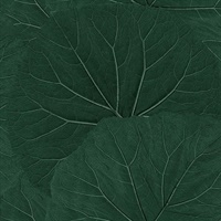Xylem Evergreen Large Leaves Wallpaper